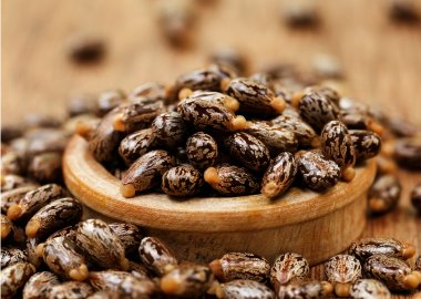 castor oil seeds everest naturals