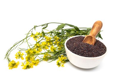 mustard-seeds-everest-naturals-oils-
