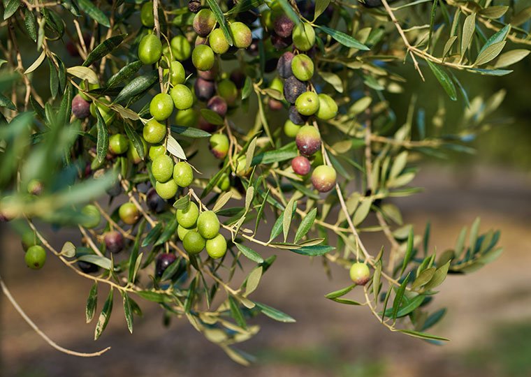olive oil tree
